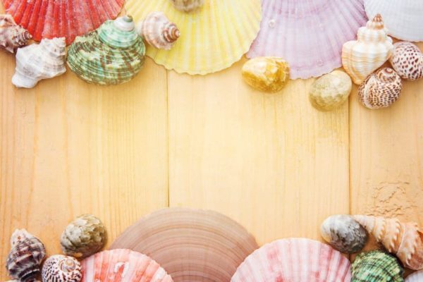 color sea shells